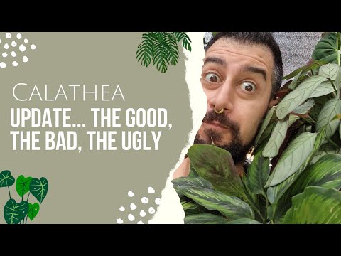 Calathea Growing Tips Update | Prayer Plants, the Good, the Bad and the Ugly