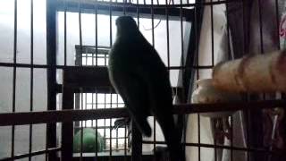 Download lagu chim thanh tước mái hot nhiều giọng ( bán 8xị mp3 Download lagu chim thanh tước mái hot nhiều giọng ( bán 8xị mp3