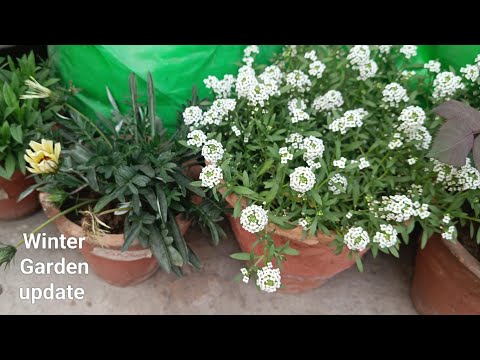 Winter garden update | My new plants | Sheeba Vlogs