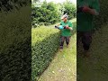SINGLE SIDED Hedge Trimmer #shorts
