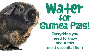 Guinea Pig WATER: BOTTLES vs BOWLS | Dripping Bottles | How Much Water? | Bottle CLEANING