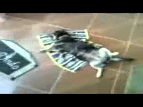 Cachorra na posição oficiall