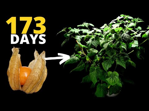 Golden Berries: From Seed to HARVEST with Husk in TIMELAPSE