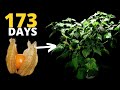 Golden Berries From Seed To HARVEST With Husk In TIMELAPSE