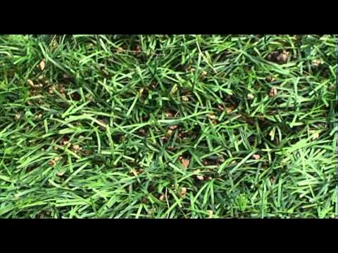 DIL07 281012 | IL NUOVO MANTO ERBOSO DEL S GIORGIO DI BAVARI