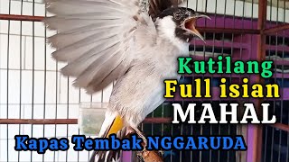 Download lagu Kutilang Gacor Full Isian Mahal, Suara Kapas Tembak NGGARUDA mp3