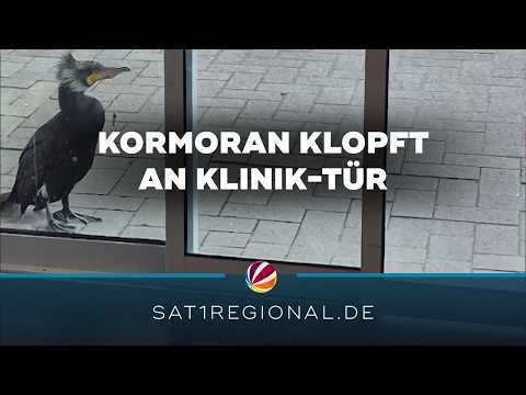 Verletzter Kormoran klopft mit Schnabel an Bremer Kliniktür