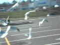 SeaGull DriveThru