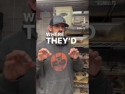 Efficient mice and rat breeding!! #ballpythonmorphs #reptile #python #snkeltd #ballpython