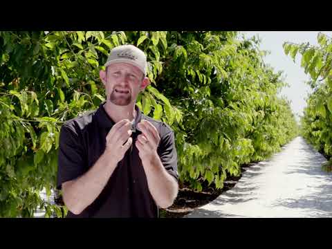 AgVenture   Cherries V4