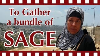 preview picture of video 'To Gather a bundle of sage من أجل ضمة ميراميه'