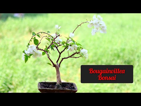 Bougainville Bonsai || How To Make A Bougainvillea Bonsai || Update