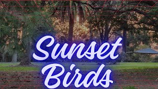 Birds Singing at Sunset Kingspark #perth #sunset #birdsong #birds