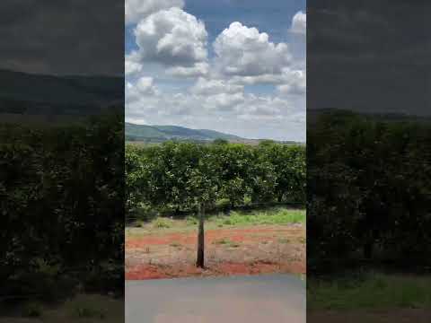 Plantação de laranja Itaberai-Go