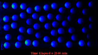 Solute Transport: Active Mass Transfer