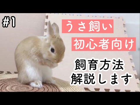 ウサギの世話