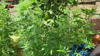 droga-blitz-dei-carabinieri-sui-monti-lattari-arresti-e-sequestri