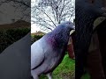 Male Pigeon Sound..