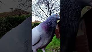 Male Pigeon calling..