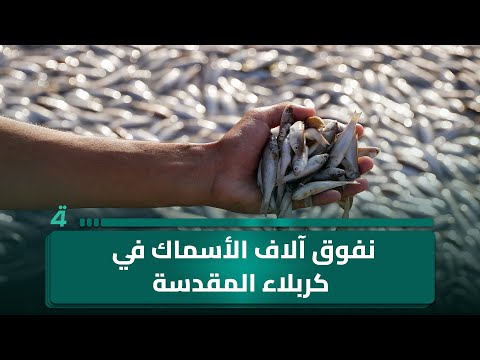 فيديو | نفوق آلاف الأسماك في كربلاء المقدسة يعيد أزمة التلوث إلى الواجهة