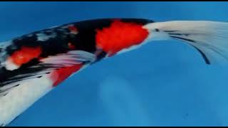 video van Showa SH-V22-10234