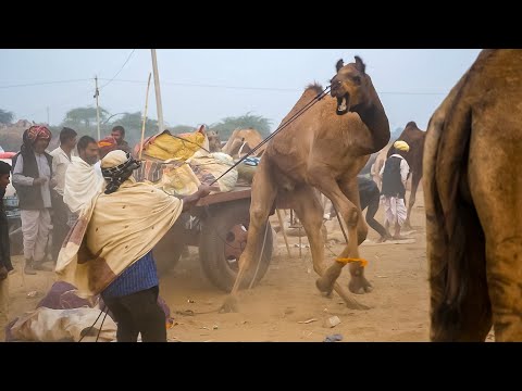 Angry Camel Video try to free itself || ऊंट का गुस्सा || Unt azad hona chahta hai || camel attacks