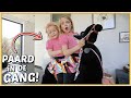 WE HEBBEN GEEN TiKTOK MEER EN ER STAAT EEN PAARD iN DE GANG ? | Bellinga Vlog #2442