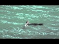 Cormorant Vs Eel