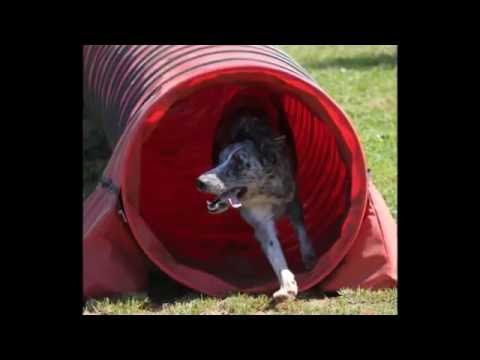 STAGE DI AGILITY CON NICOLE INNOCENZI 9-10 APRILE 2016