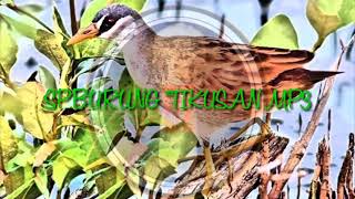 SP.BURUNG TIKUSAN MP3