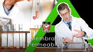 Membrane Permeability (Beetroot) - BIology A-level Practical
