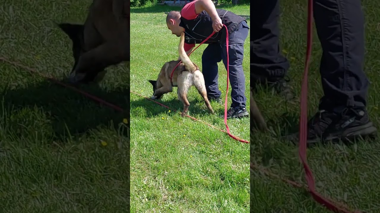 Norsk Folkehjelp Ansett en minehund - Eggum