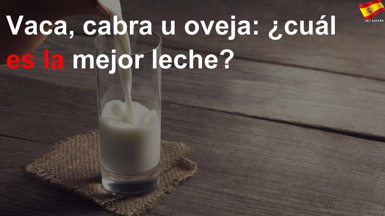 Watch Vaca, cabra u oveja: ¿cuál es la mejor leche Now Vaca, cabra u oveja: ¿cuál es la mejor leche
