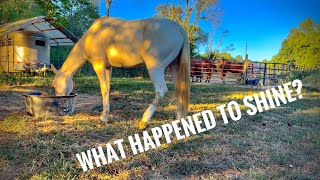Episode 118 - Shine’s Secret Stumble: From Lameness To….. We Still Don’t Know!!