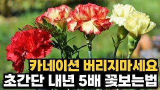 올해 카네이션 안버리고 5배 꽃보는법 초간단 완벽정리