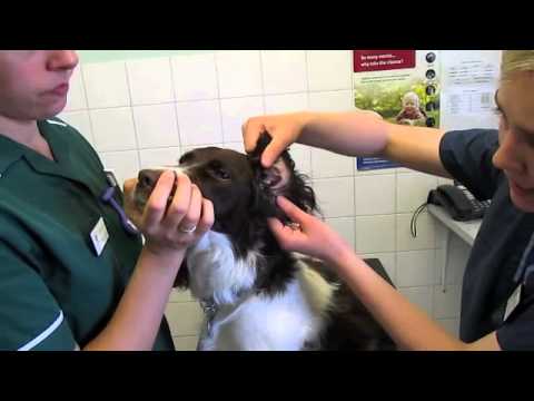 YouTube video about: How to put ear drops in a dog?