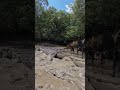 Saltwater Crocodile NT Australia