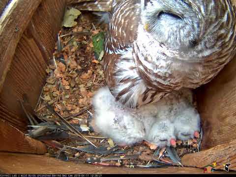 Owlets Nap Under Mom In Barred Owl Nest Box – April 17, 2019