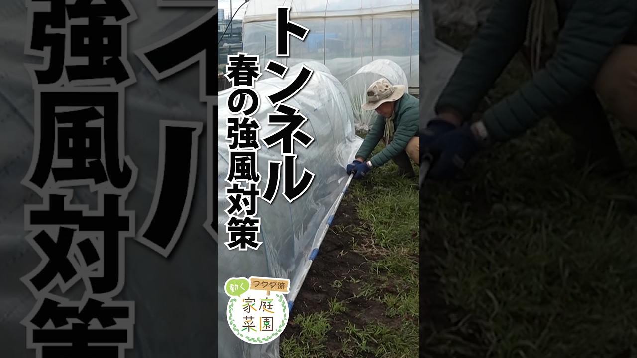 【家庭菜園】春の強風対策　パッカーでパイプの重し、これでトンネルも安心　おまかせ菜園フクダ流