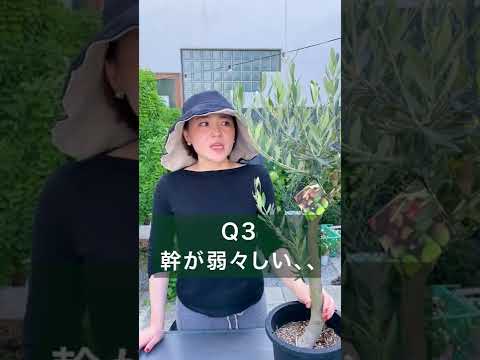 園芸 挿し木に関するよくある質問