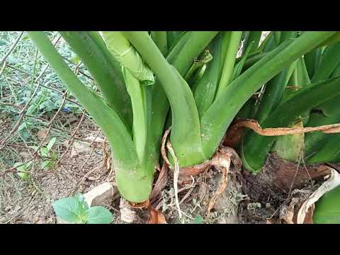 Tsob tshuaj Mob zwm hauv koj lub cev.Thiab kub hnoos.mob qa .$.Txawj rwg Xiong.$.