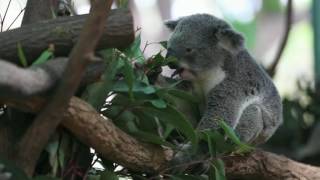 Stu Larsen - Going Back to Bowenville