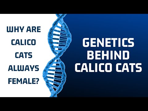 Why are calico cats always female? - Genetics behind Calico cats