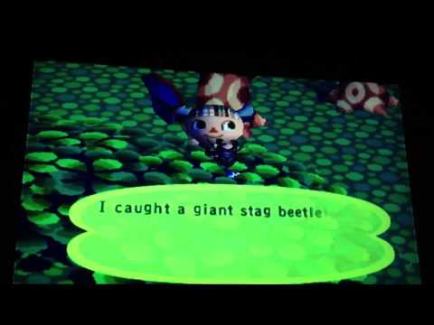 AC GameCube: Giant Beetle