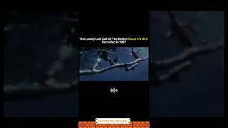 Download lagu REKAMAN TERAKHIR BURUNG YANG TELAH PUNAH 🐦 | Kauaʻi ʻōʻō | #fakta #video pendek mp3