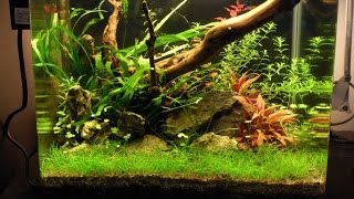 Nano low tech planted tank