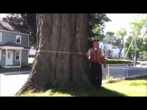 Somerset Giant! Taunton, Ma