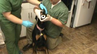VETT 220 Task 34- Placing a Stomach Tube in a Canine Patient - SIMULATION