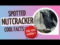 spotted nutcracker facts