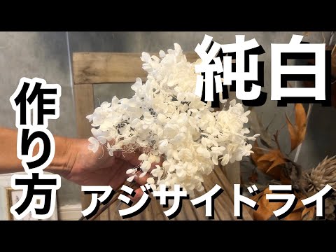 アジサイの乾燥: 花を保存するための 4 つのヒント 植物